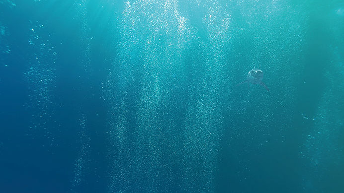 SHARK_PPT_HG_BubbleWater.jpg