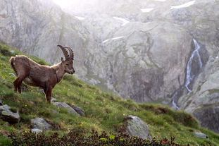 bouquetin dans le massif du Mercantour