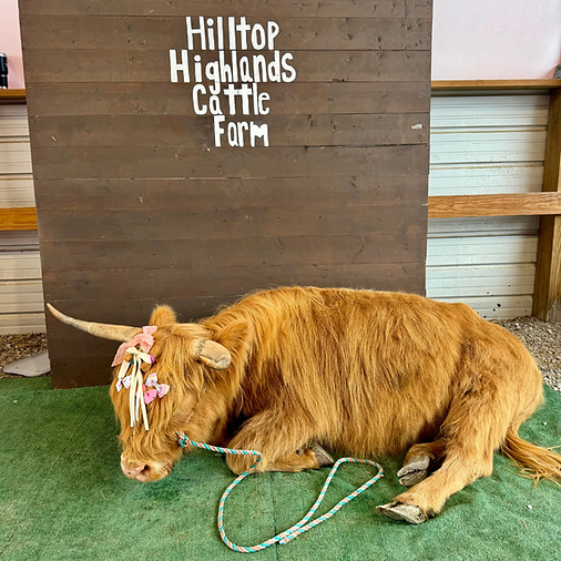 Honey, a red Highland cow, rests peacefully on the ground with colorful bows braided into her fluffy forelock, showcasing her gentle personality at Hilltop Highlands Cattle Farm.