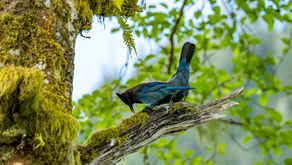 Bluejay breaking seed against tree branch