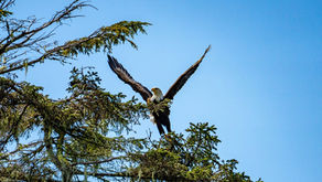 Eagle Taking Flight