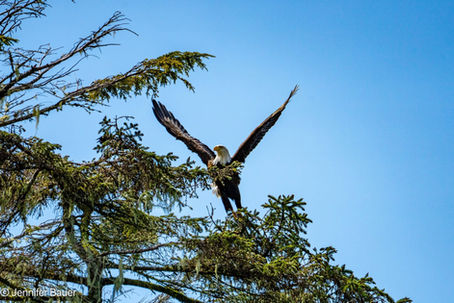 Eagle Taking Flight