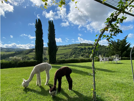 Alpaca at our private estate retreat space