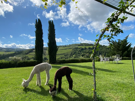 Alpaca at our private estate retreat space