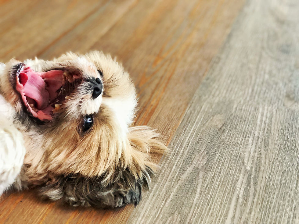 Cachorro feliz deitado no piso, de barriga pra cima.