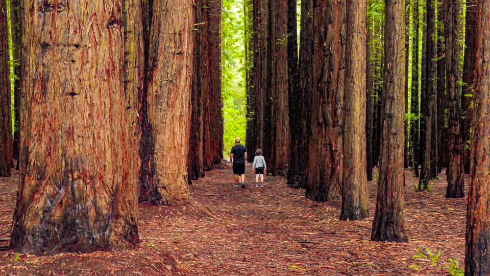People walking amongst Redwoods