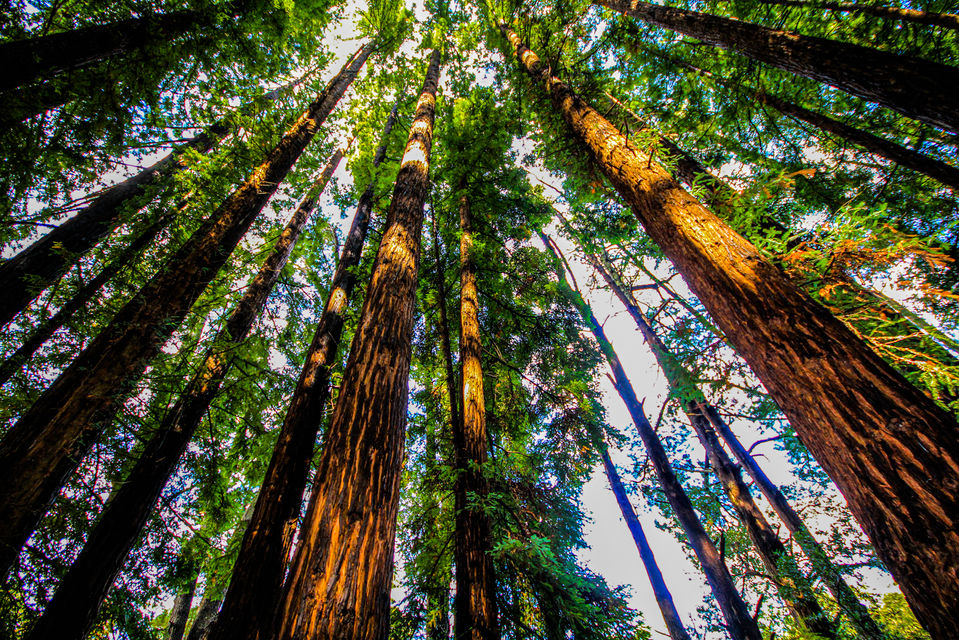 Redwoods