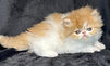 Red Tabby Bi-Color Persian