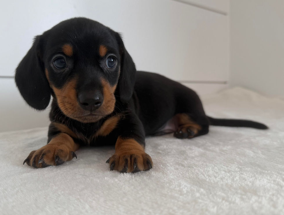 Black and tan smooth