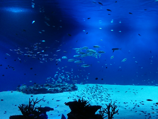 Mariho Aquarium