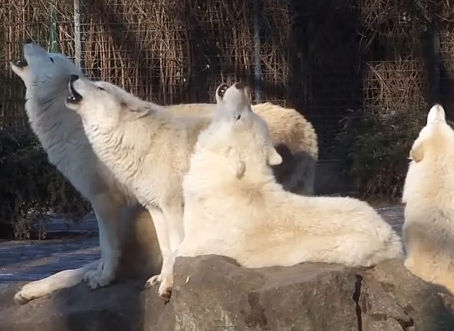Winter Wolves Howler