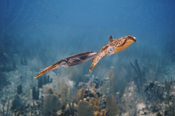 Squid