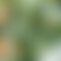 The Sustainable Town of Tomorrow: A Blueprint for Local Government Units