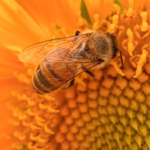 Honey Bee