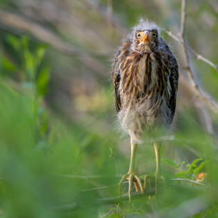 Screenshot 2023-07-24 at 2.55.21 PM.png