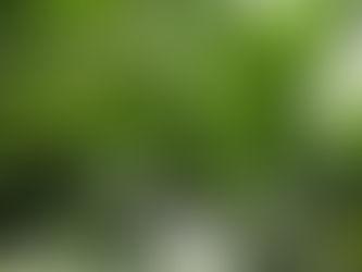 梅が実ってきました