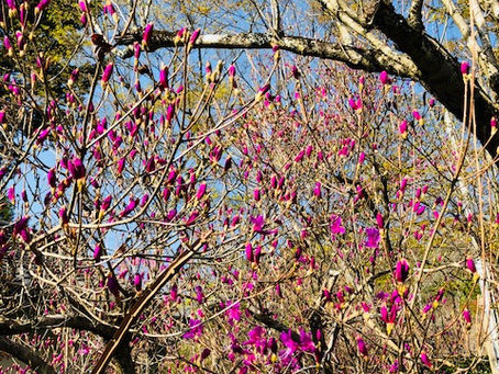 つつじが綺麗です