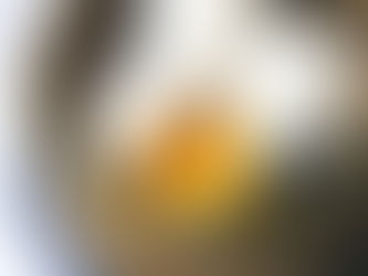 Lava Custard Bun 黃金流沙包