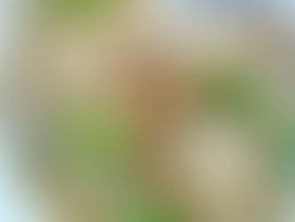 Ginseng Chicken Sea Cucumber Soup