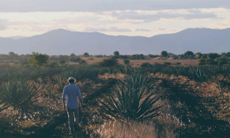 mezcal