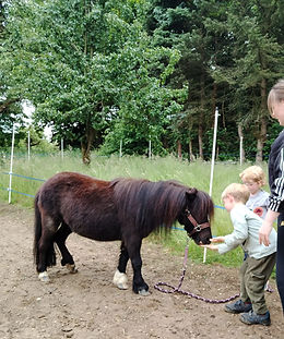 Pony leckerlies