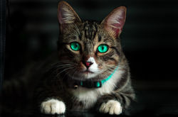 cat-green-eyes-4k-i8