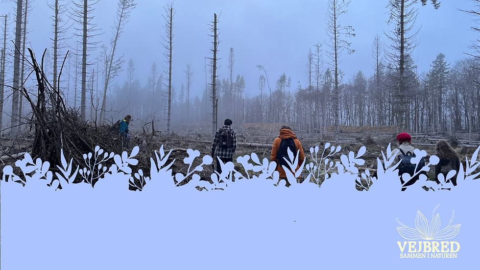 Efterårsmelankoli: En vandretur