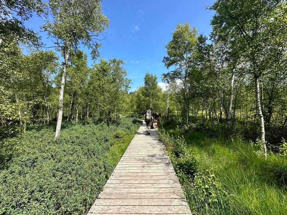 Vandretur i Jægersborg dyrehave d. 16/06/24