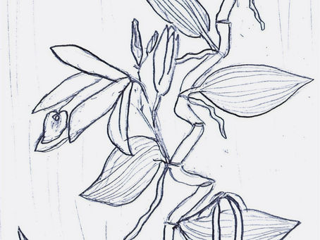 Everyday Treasures/Alltägliche Schätze/Jokapäiväiset Aarteet - Vanilla (Vanilla)