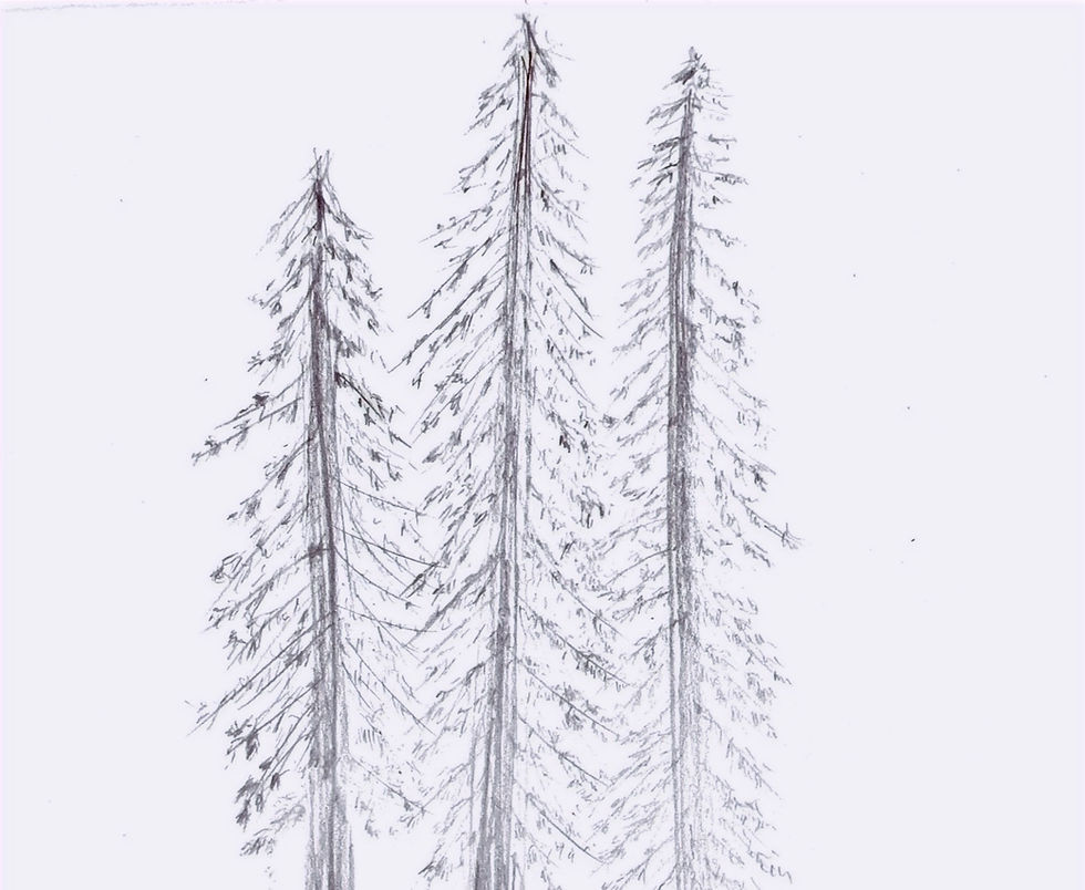 Sameness~Otherness/Gleichheit~Andersartigkeit/Yksitoikkoisuus~Erilaisuus - Redwood (Sequoia)