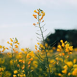 マスタードの花