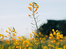 Mustard Flowers