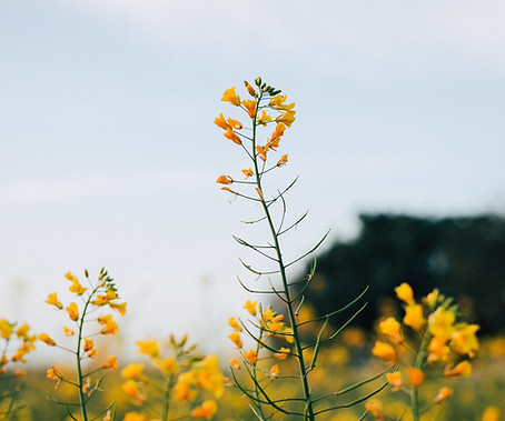Mustard Flowers