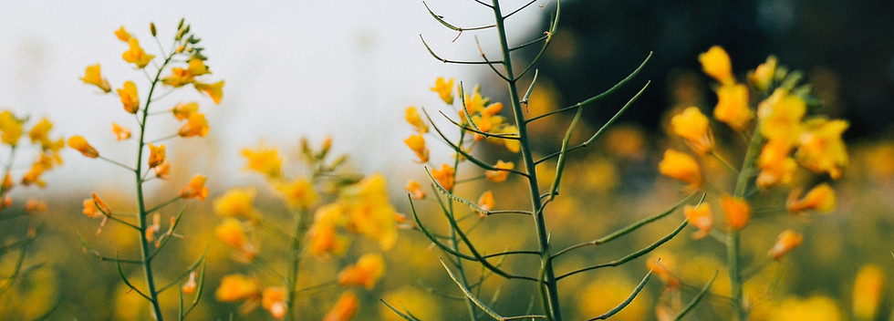 Mustard Flowers
