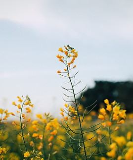 Mustard Flowers