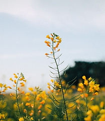 Mustard Flowers