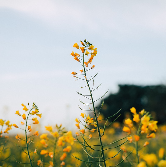 Mustard Flowers