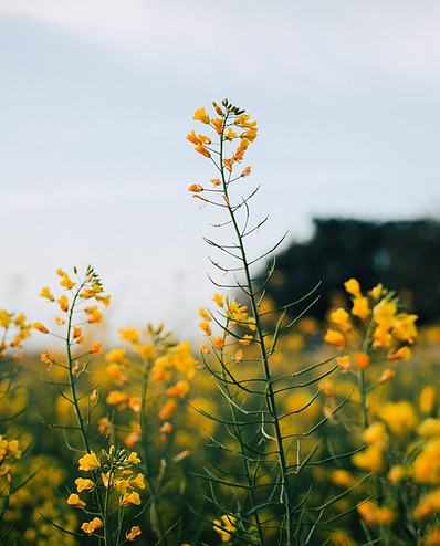 Mustard Flowers