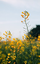 Mustard Flowers