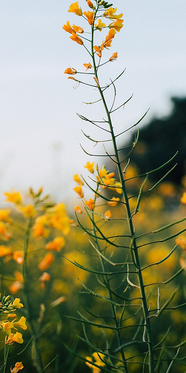 Mustard Flowers
