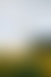 The Power of Momentum