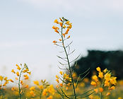 Mustard Flowers