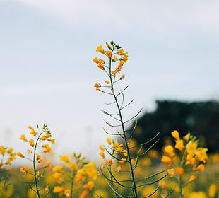 Flores de mostaza