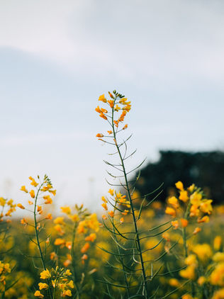 10 Holidays In May! 🌻