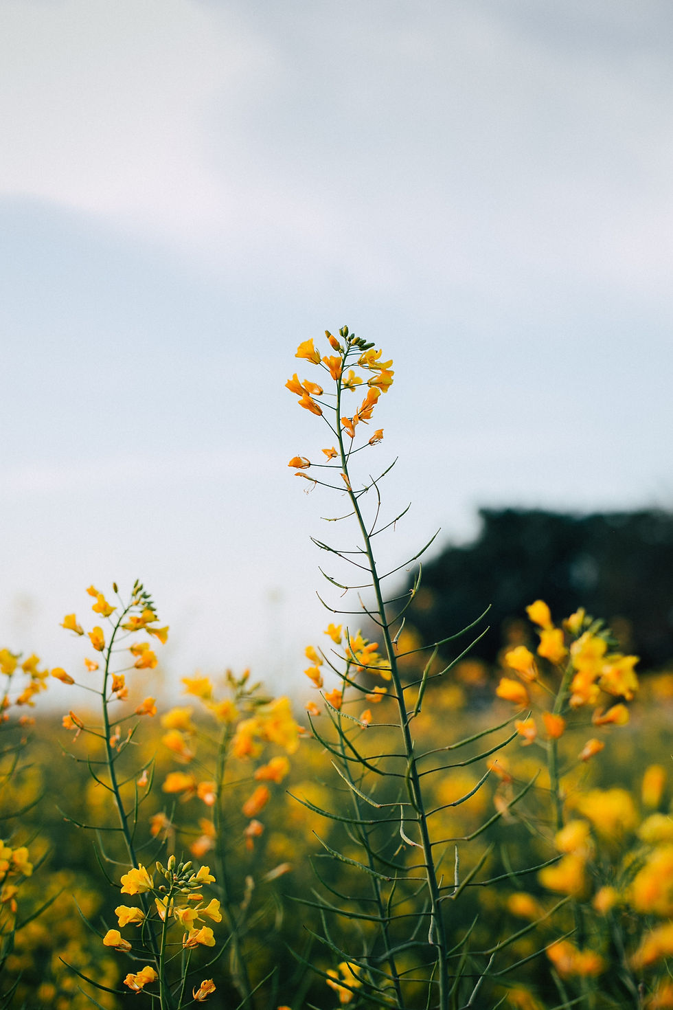 Geel bloemenveld