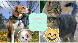 驴C贸mo crear un collar para tu mascota?馃惗馃樅馃惏