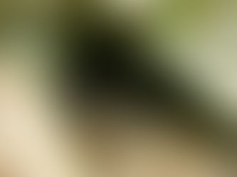 La fontaine Saint-Moré