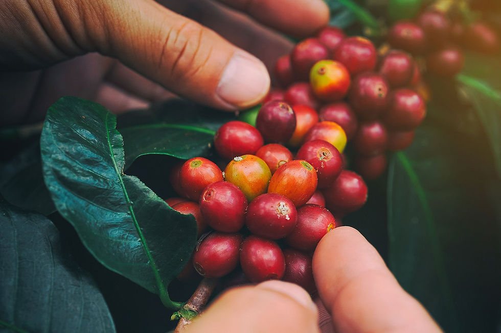 ARABICA & ROBUSTA