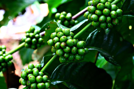 Coffee Flavor 101 | 4. How Do the Flavors of Coffee from Different Growing Regions Differ?