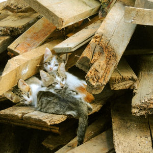 Istanbul ses chats et ses pêcheurs 